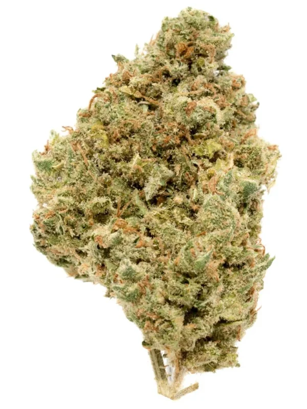 171207_45517_JackHerer_SAF_1-1-768x1024-1 Buy Jack Herer Strain Online
