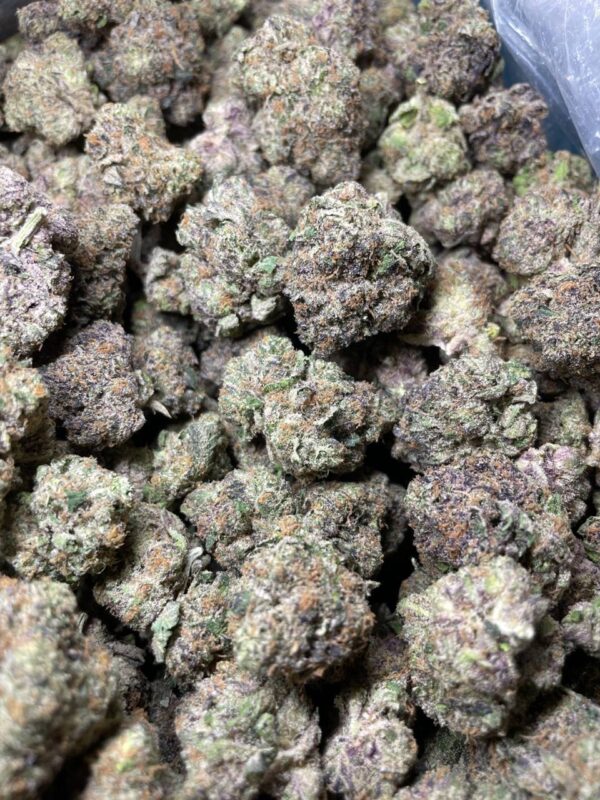 Space Monkey Meds Girl Scout Cookies